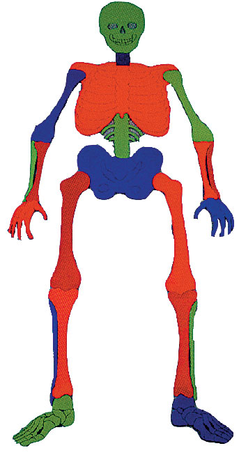 Poly Bones Puzzle Set