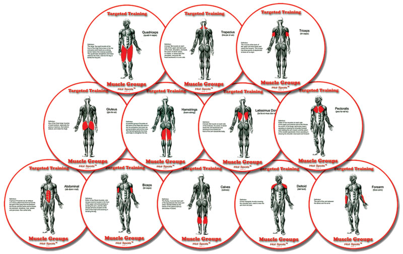 Muscle Group HotSpots